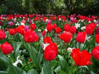 Keukenhof (29).JPG