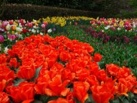 Keukenhof (31).JPG