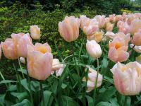 Keukenhof (33).JPG