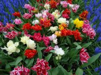 Keukenhof (36).JPG