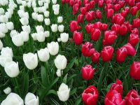 Keukenhof (50).JPG