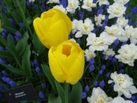 Keukenhof (52).JPG