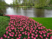 Keukenhof (55).JPG