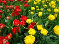 Keukenhof (58).JPG