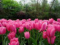 Keukenhof (63).JPG
