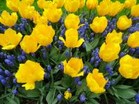 Keukenhof (67).JPG