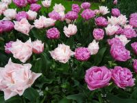 Keukenhof (74).JPG
