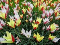 Keukenhof (81).JPG