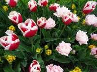 Keukenhof (82).JPG