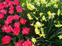 Keukenhof (84).JPG