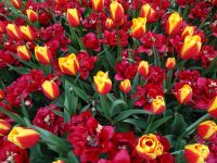 Keukenhof (87).JPG
