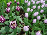 Keukenhof (89).JPG