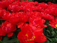 Keukenhof (91).JPG