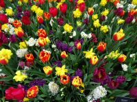 Keukenhof (94).JPG