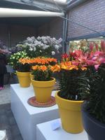 Keukenhof 