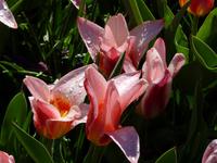 Keukenhof 