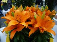 Keukenhof 