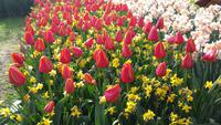 Keukenhof 