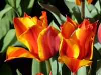 Keukenhof 