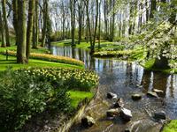 Keukenhof 