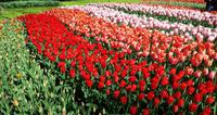 Keukenhof 