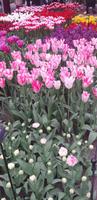 Keukenhof 