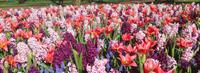 Keukenhof 