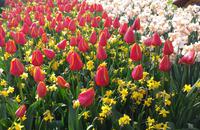 Keukenhof 
