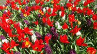 Keukenhof 