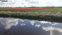 Keukenhof 