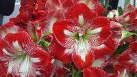Keukenhof 