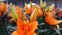 Keukenhof 