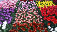 Keukenhof 