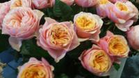 Keukenhof 