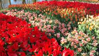 Keukenhof 