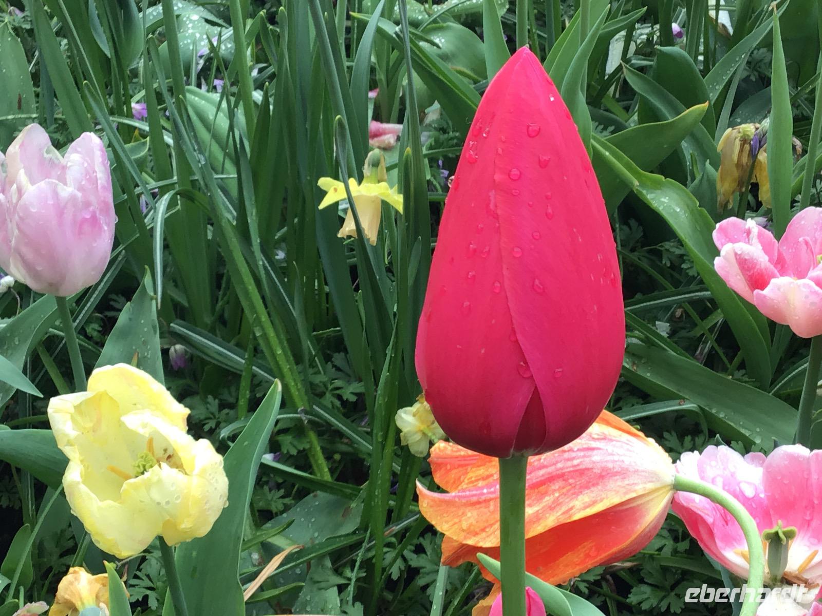Keukenhof Amsterdam