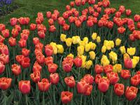 Keukenhof Amsterdam