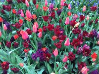 Keukenhof Amsterdam