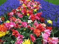 Keukenhof Amsterdam