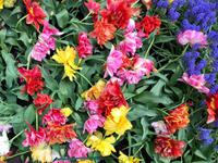 Keukenhof Amsterdam