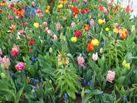 Keukenhof