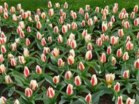 Keukenhof