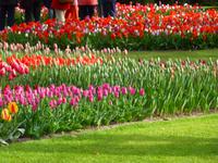 Keukenhof