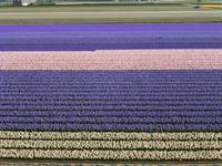 Keukenhof