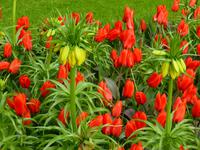 Keukenhof