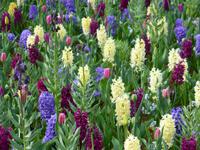 Keukenhof