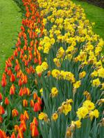 Keukenhof