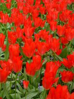 Keukenhof