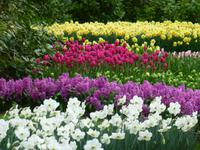 Keukenhof
