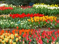 Keukenhof